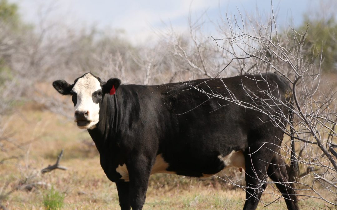 Cattle grazing in Arizona is cheap and public school funding pays price