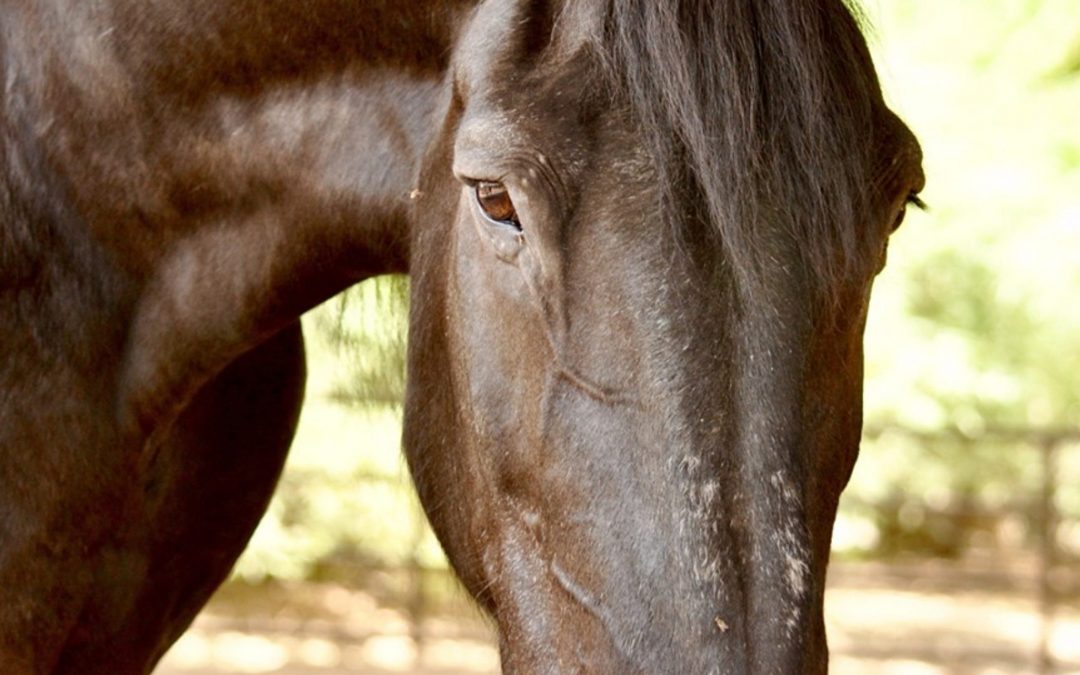 Phoenix Zoo’s Percheron draft horse Jack dies after declining health