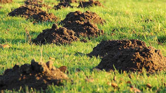 How to Get Rid of Moles in Your Yard