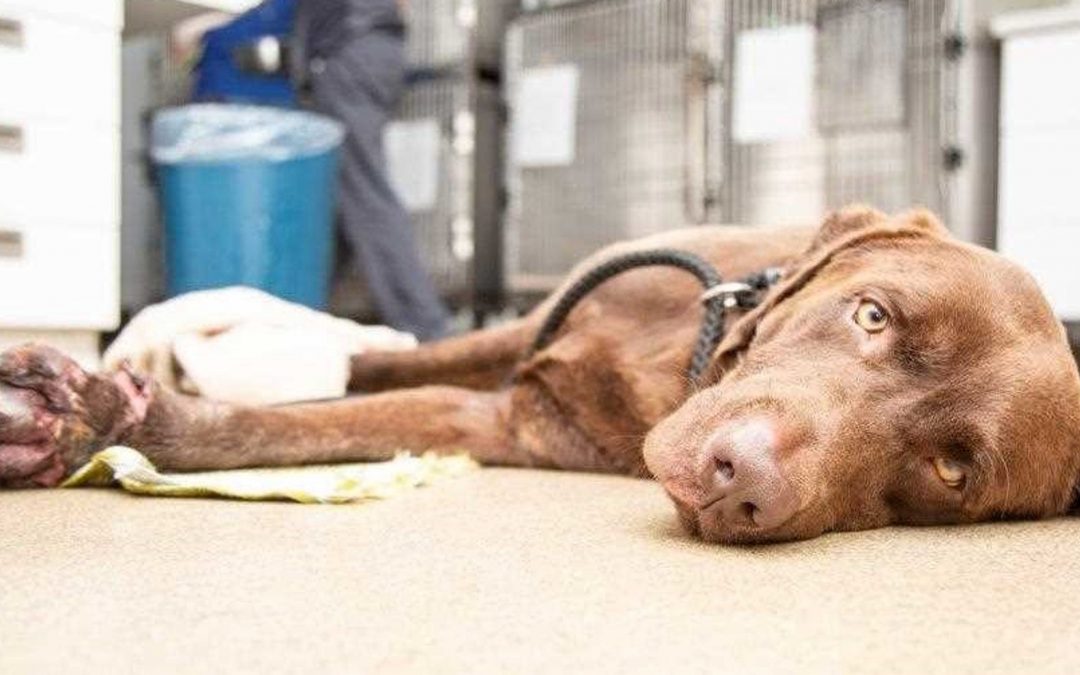 Arizona Humane Society clarifies why it euthanized abused dog found along Beeline Highway