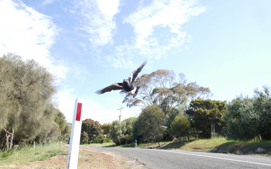Swooping magpie in Australia attacks cyclist who dies fleeing: police