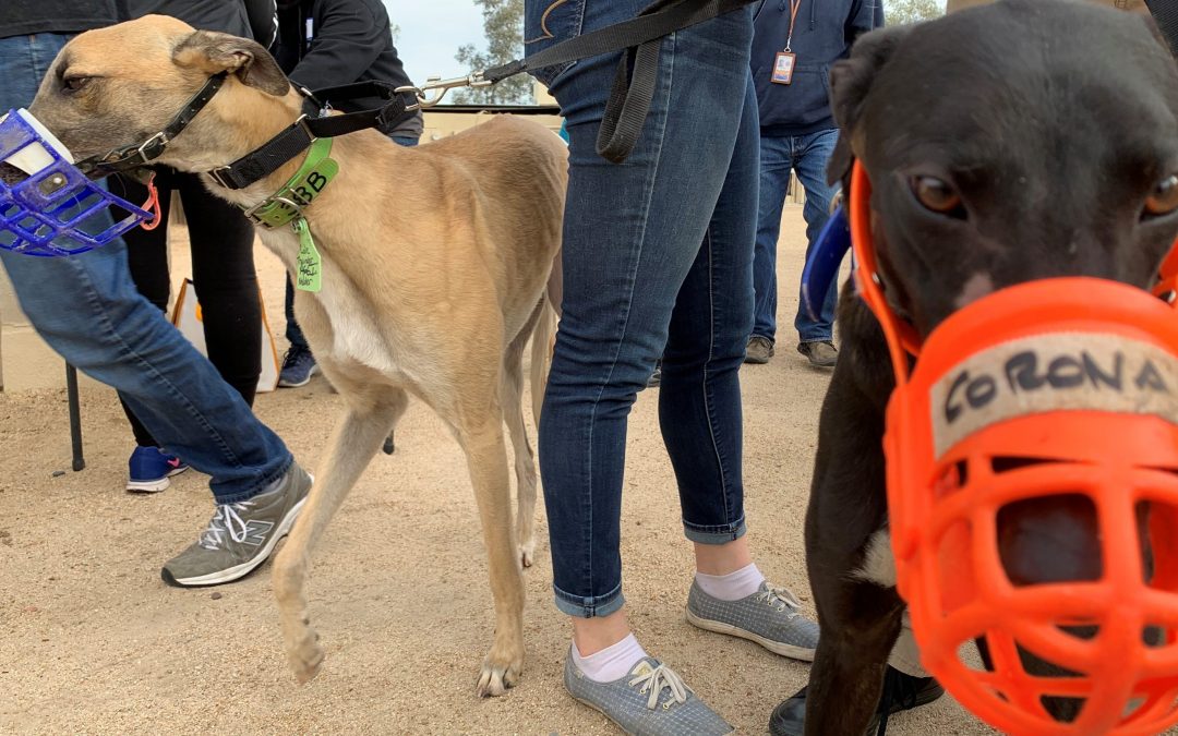 Former racing Greyhounds shipped to Arizona for adoption