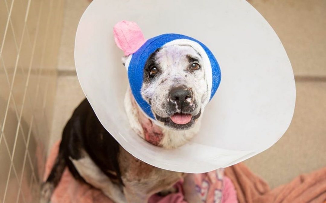 Arizona Humane Society aides wounded dog back to health, no up for adoption