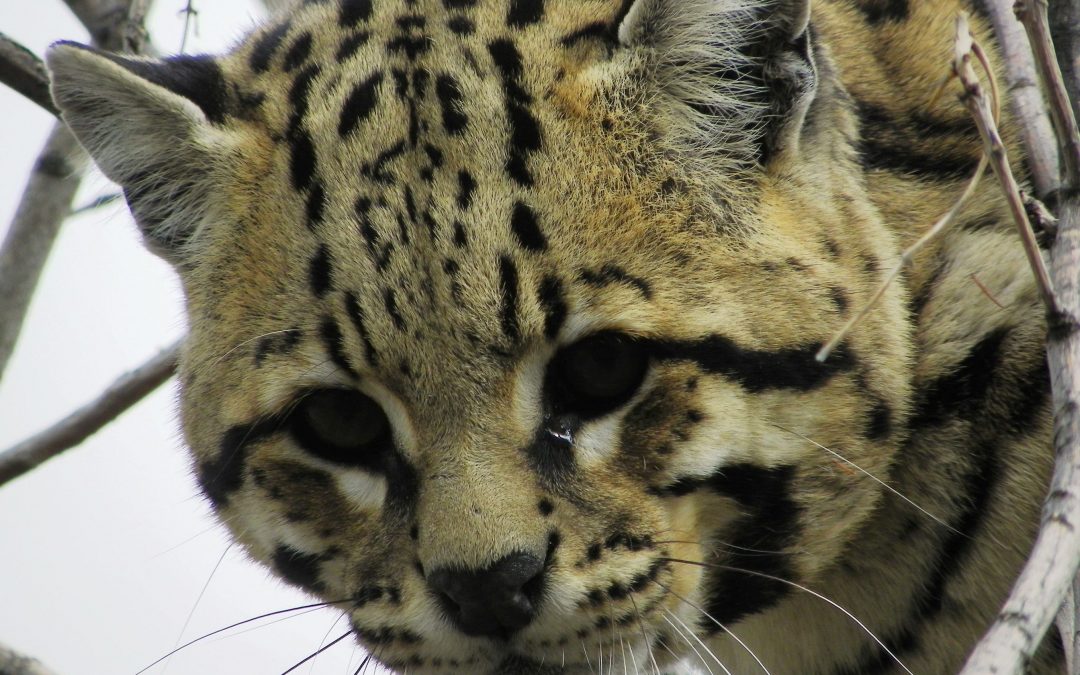 Endangered ocelots discovered south of U.S.-Mexico border