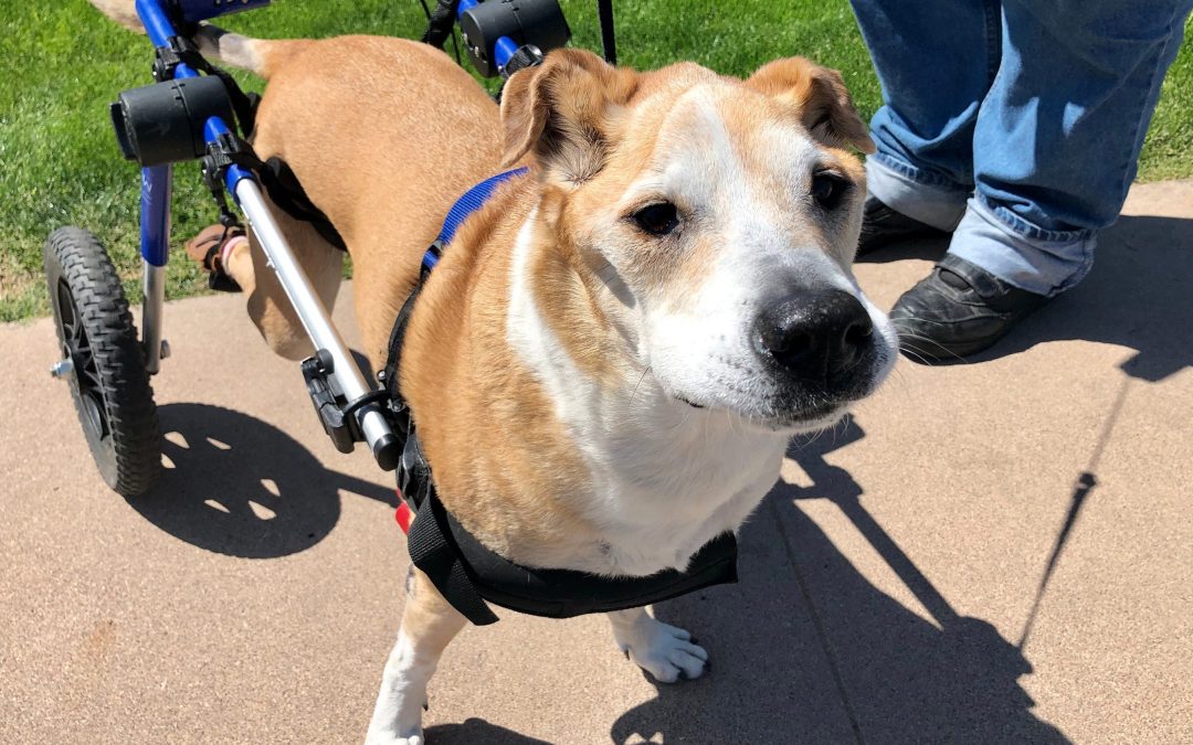 A dog with wheels takes this Tempe man out for a walk every day