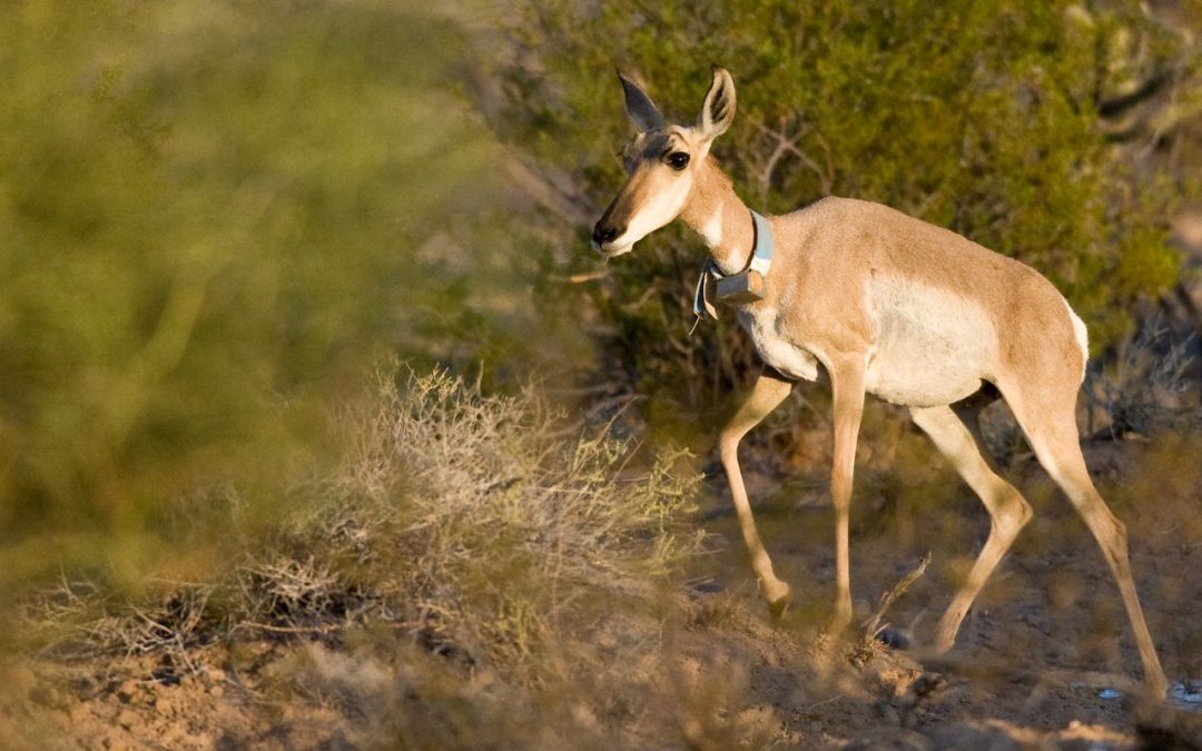 Wildlife refuges would open or expand hunting operations in Arizona