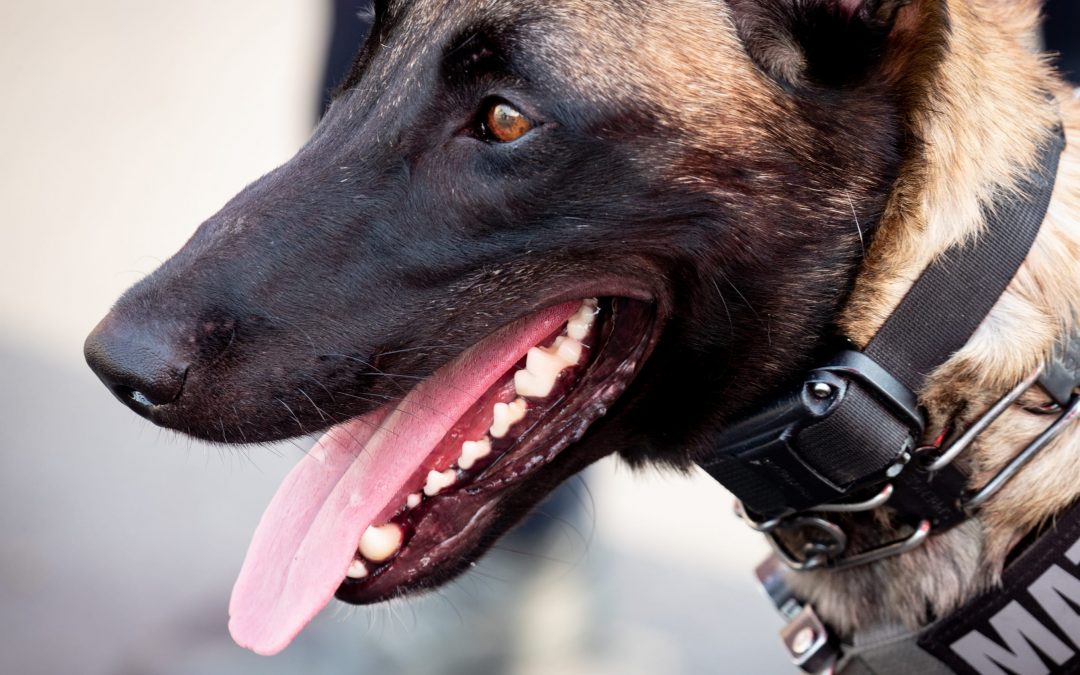 Phoenix police hold groundbreaking ceremony for new K-9 facility