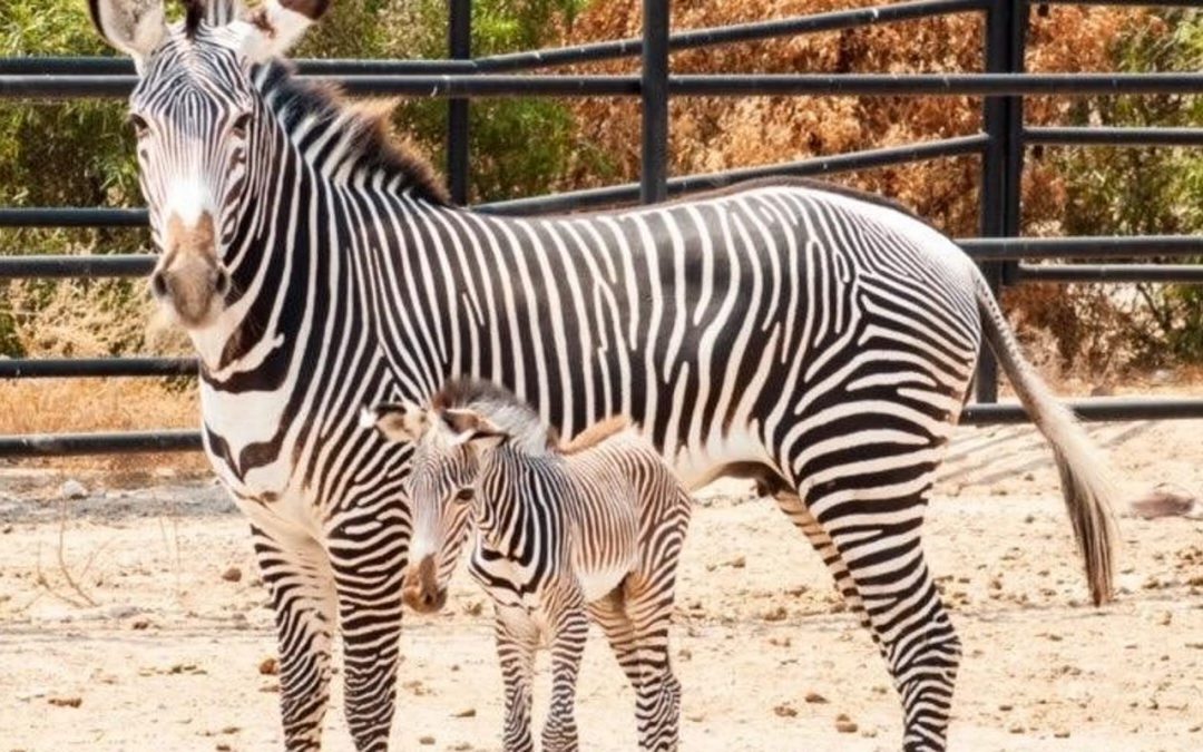 Wildlife World Zoo reopens Labor Day weekend with new animals