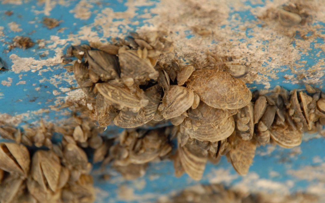 Influx of new boats could spread destructive quagga mussels