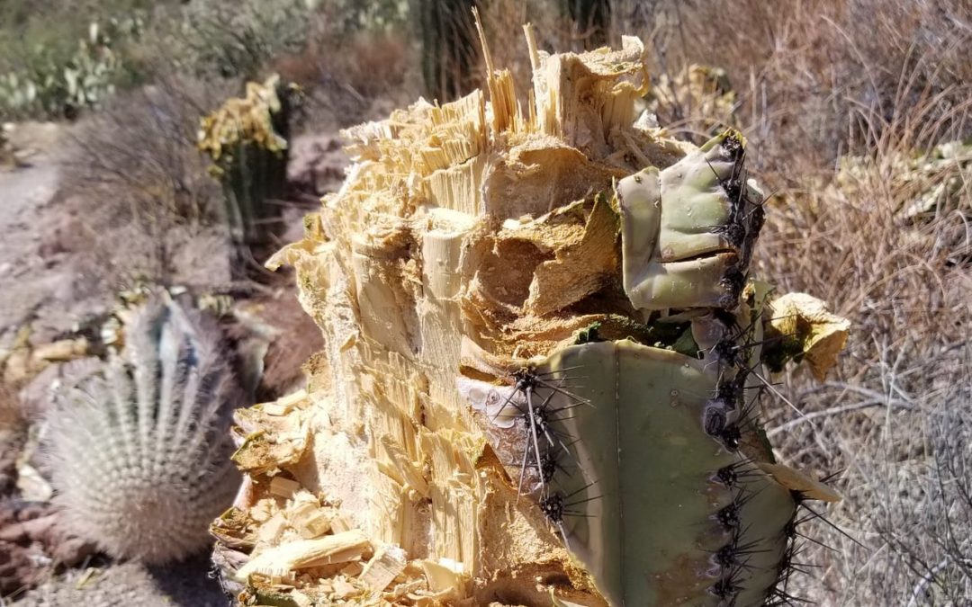 Several saguaro cactuses found cut down in Saguaro National Park