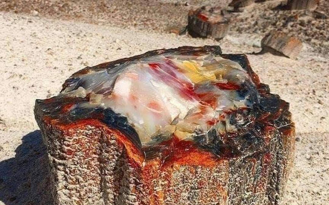 Now we know who took the photo of petrified wood in Arizona