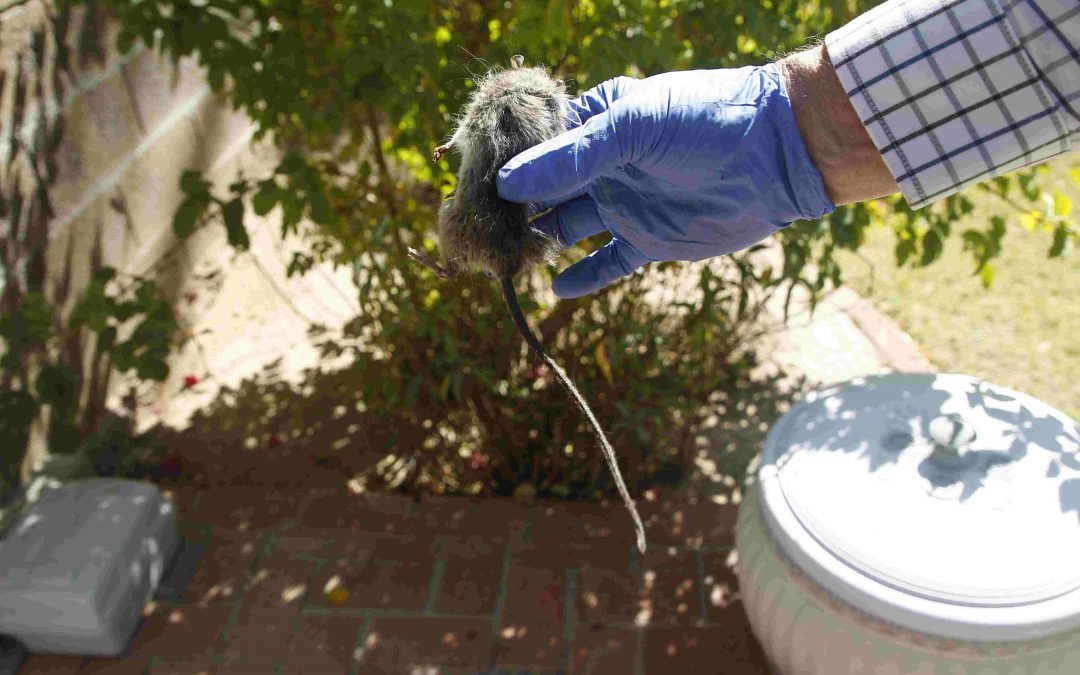 Rat birth control can help limit roof rat population