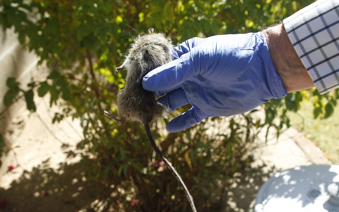 How roof rat birth control could curb growing pest population problem
