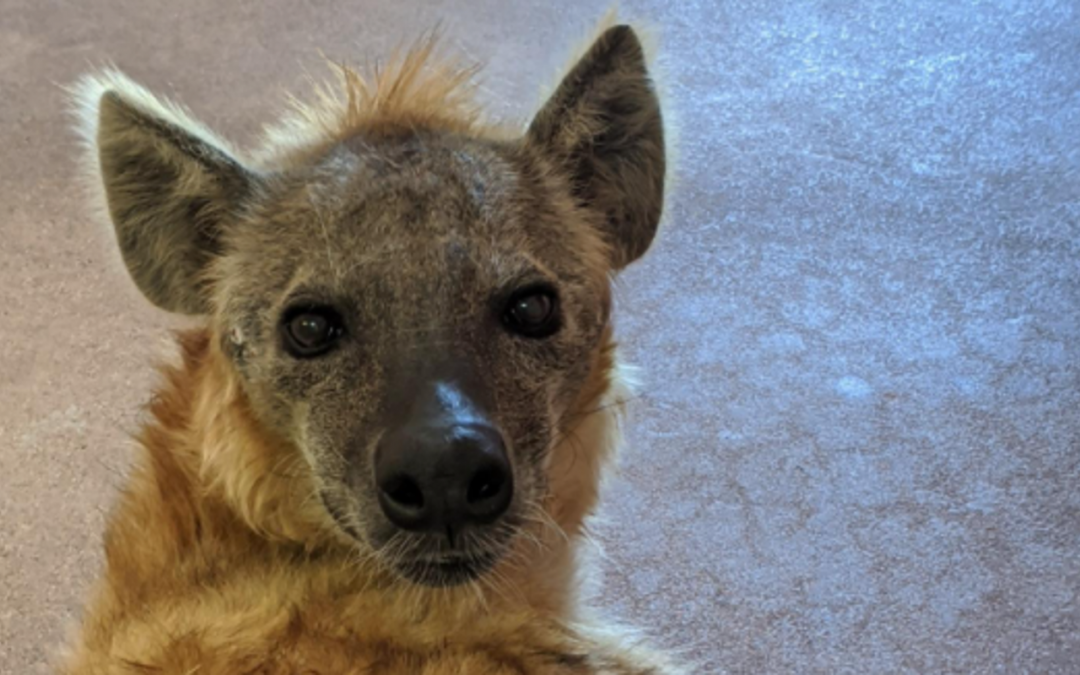 Phoenix Zoo euthanizes 27-year-old hyena Huckleberry due to health