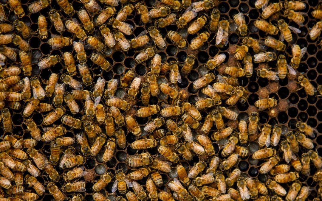 Swarming bees stung 3 people multiple times in a motel in Phoenix