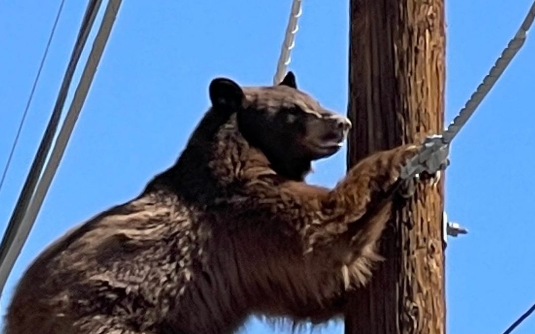 Bear climbs utility poles as bear sightings up in southern Arizona