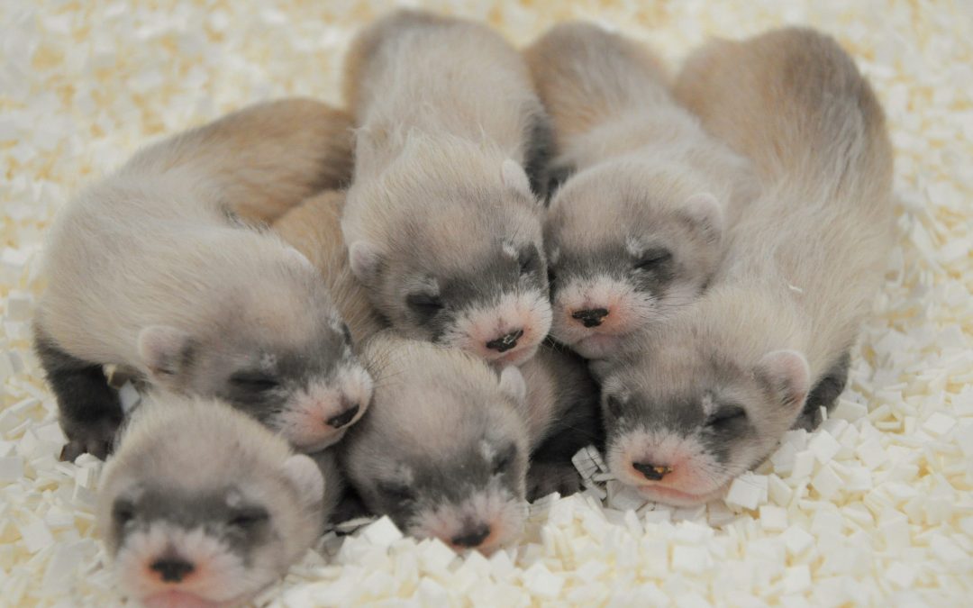 The Phoenix Zoo’s black-footed ferrets help save their species